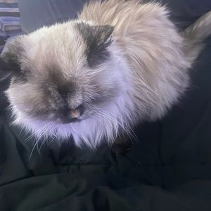 Meet your Posher, Debbie